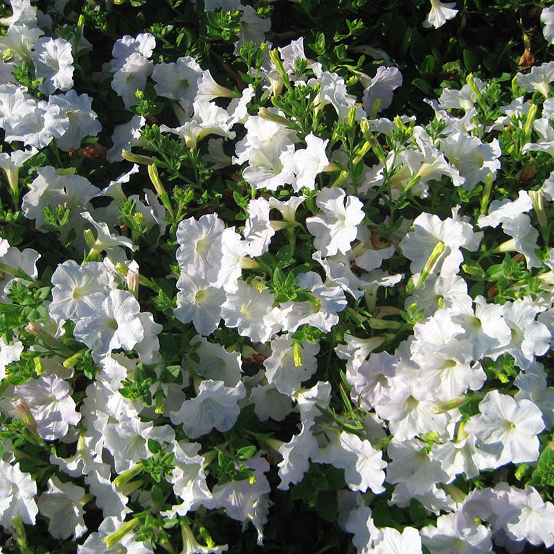 Petunia Opera Supreme White F1 Seed – Harris Seeds