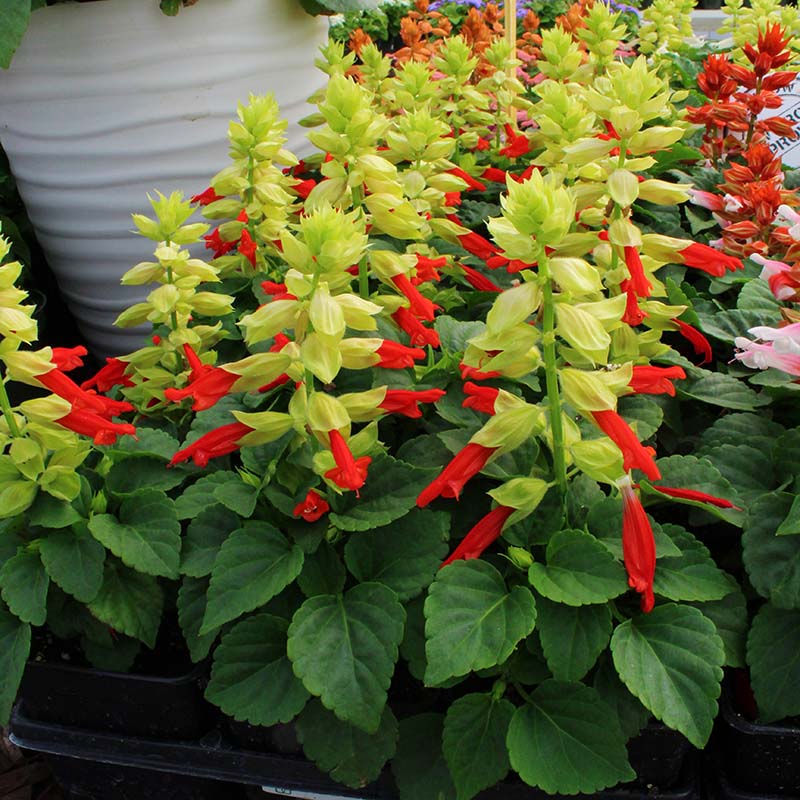 Salvia Reddy Mix Seed – Harris Seeds