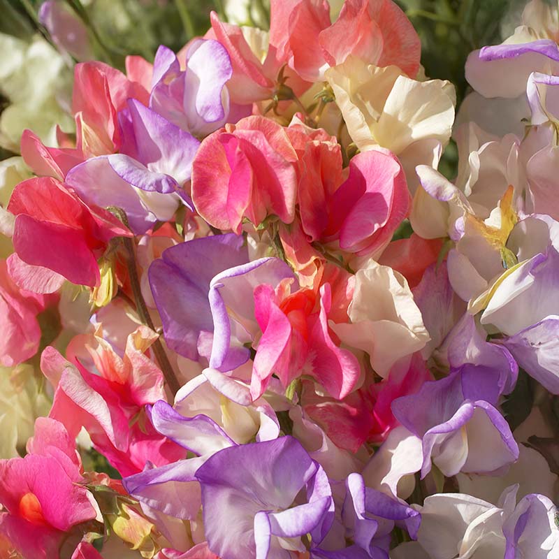 sweet peas flower seeds Sweet Pea Incense Mix Seed RAW / 250 seeds / UNTREATED