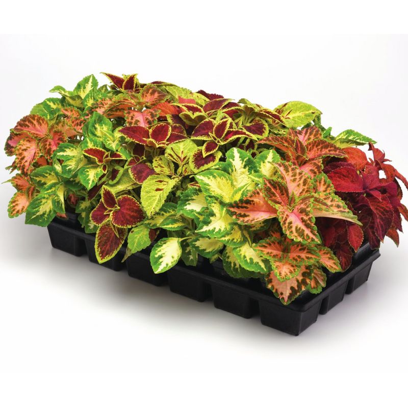 coleus plant seeds Coleus Wizard Select Mix Seed Untreated