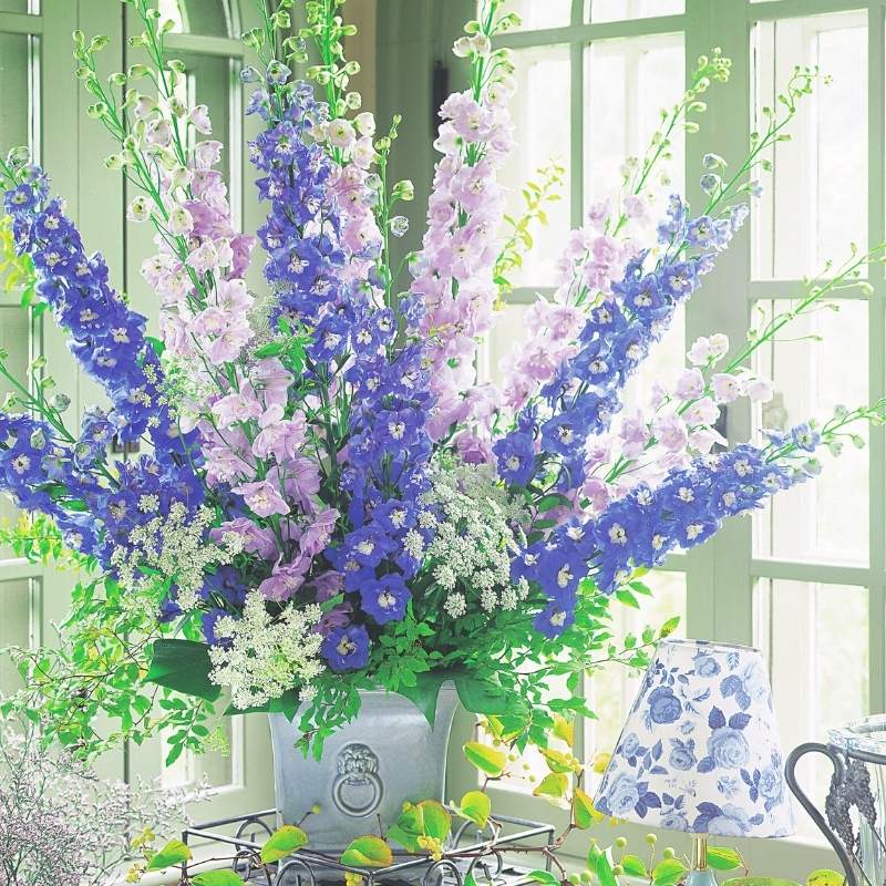Delphinium Aurora Mix F1 Seed – Harris Seeds