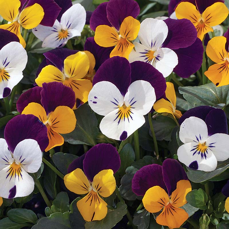 viola seeds planting Viola Penny Jump Up Mix F1 Seed Untreated