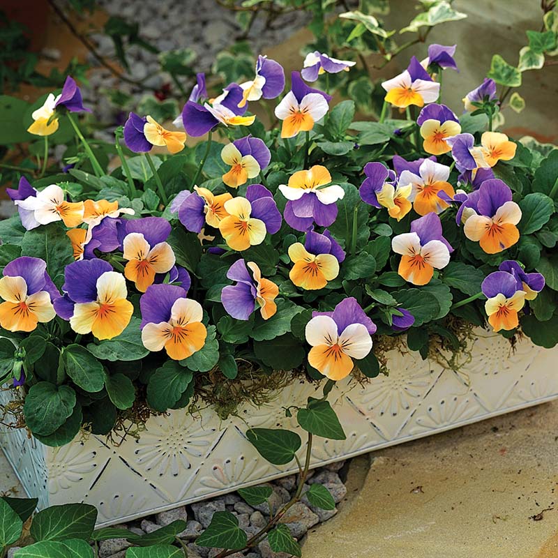 viola seeds planting Viola Penny Jump Up Mix F1 Seed Untreated