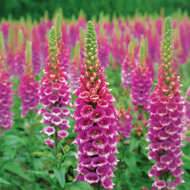 foxglove seed planting process day by day chart of pictures Digitalis Candy Mountain Seed