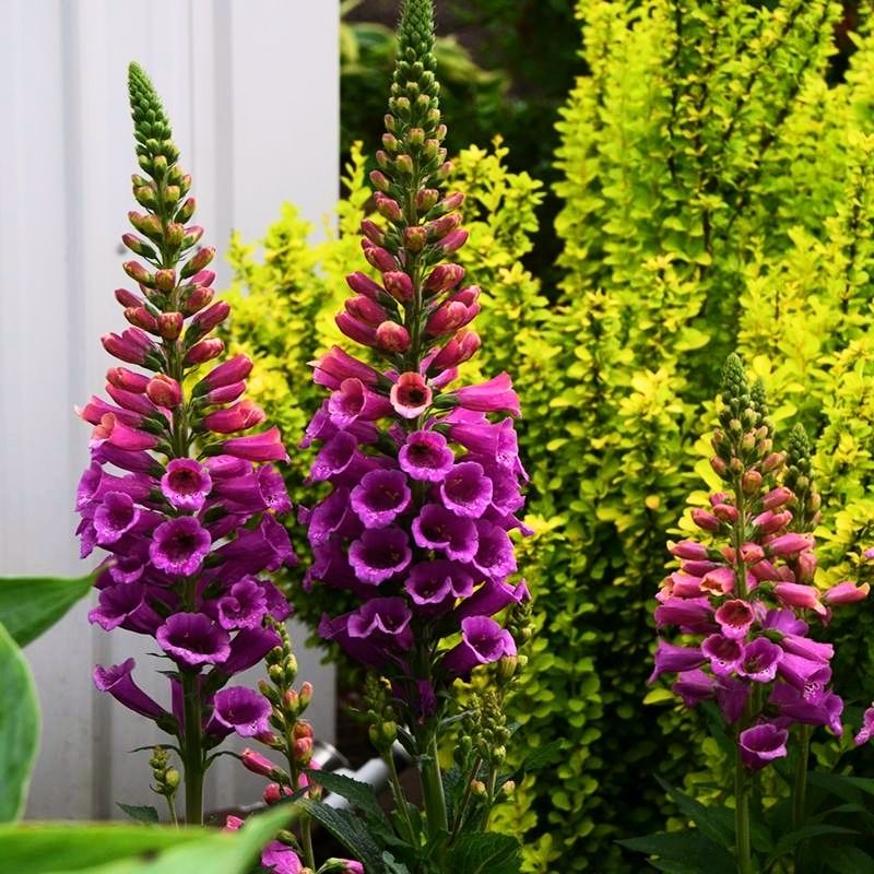 foxglove seed planting process day by day chart of pictures Digitalis Candy Mountain Seed