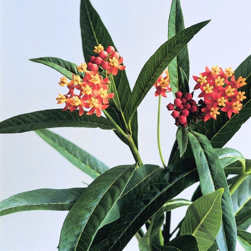 Asclepias Silky Deep Red Seed RAW / 250 seeds / UNTREATED