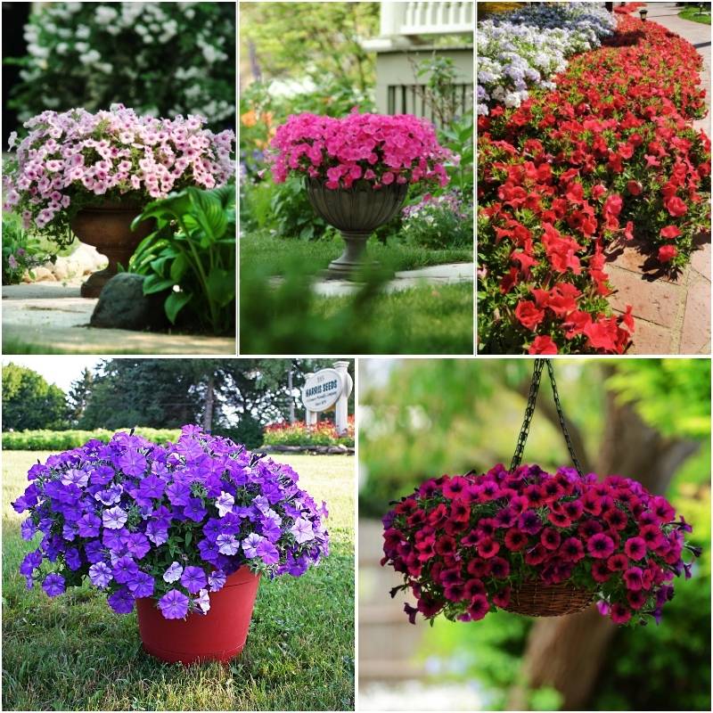 Petunia Shock Wave F1 Collection Seed – Harris Seeds