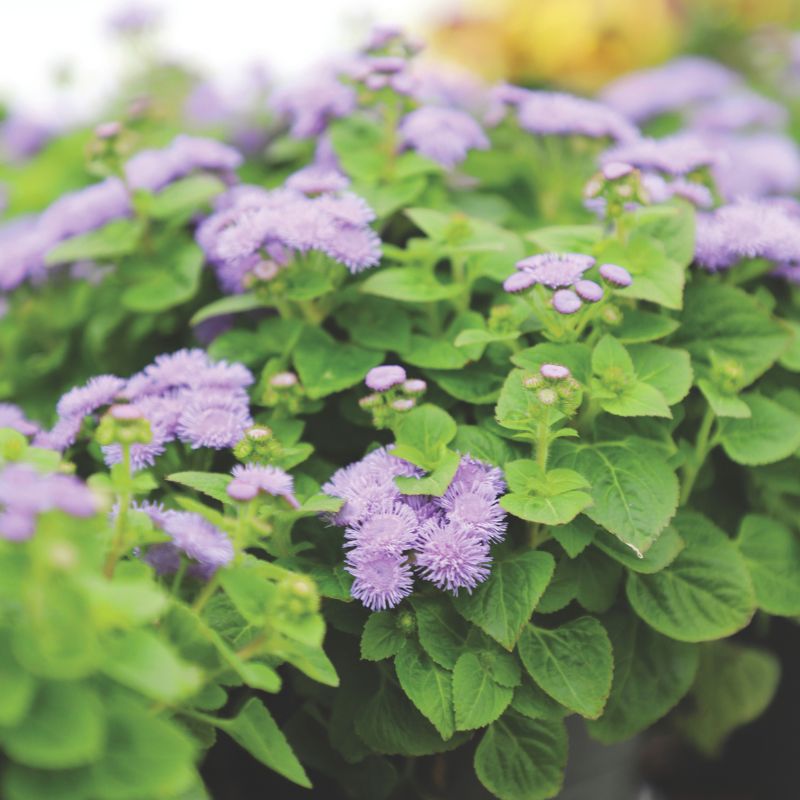 planting ageratum seeds Ageratum Aloha Blue F1 Seed