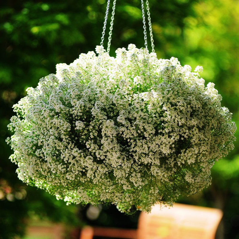 alyssum flower seeds Alyssum Clear Crystals White Seed