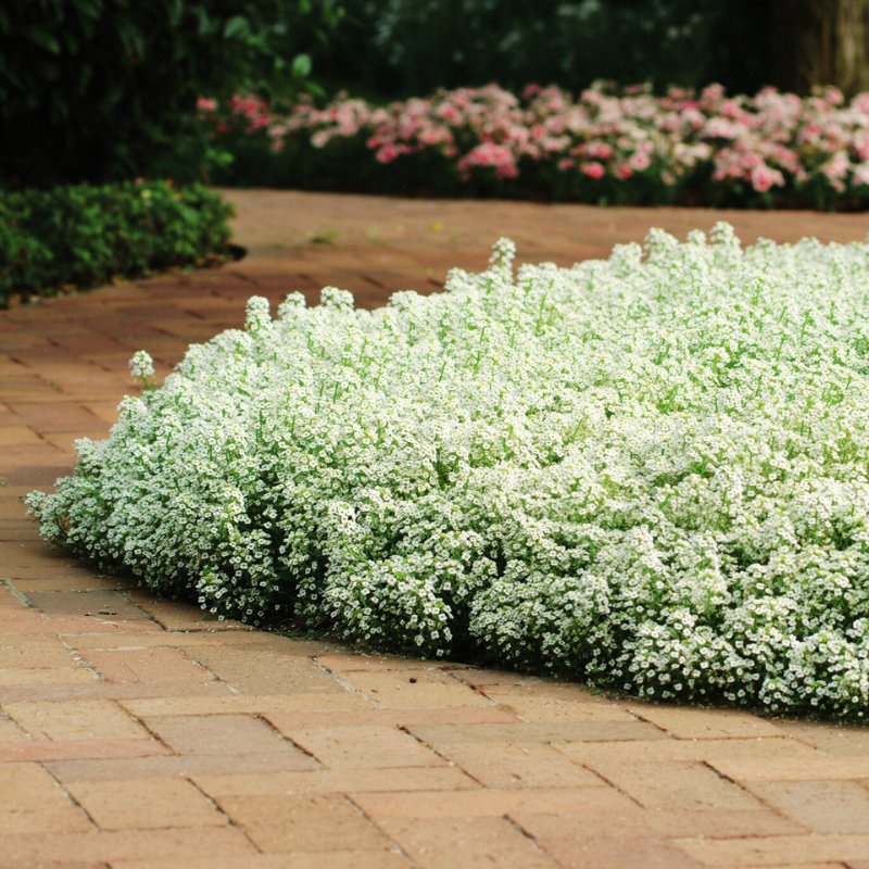 white seed plant Alyssum Clear Crystals White Seed