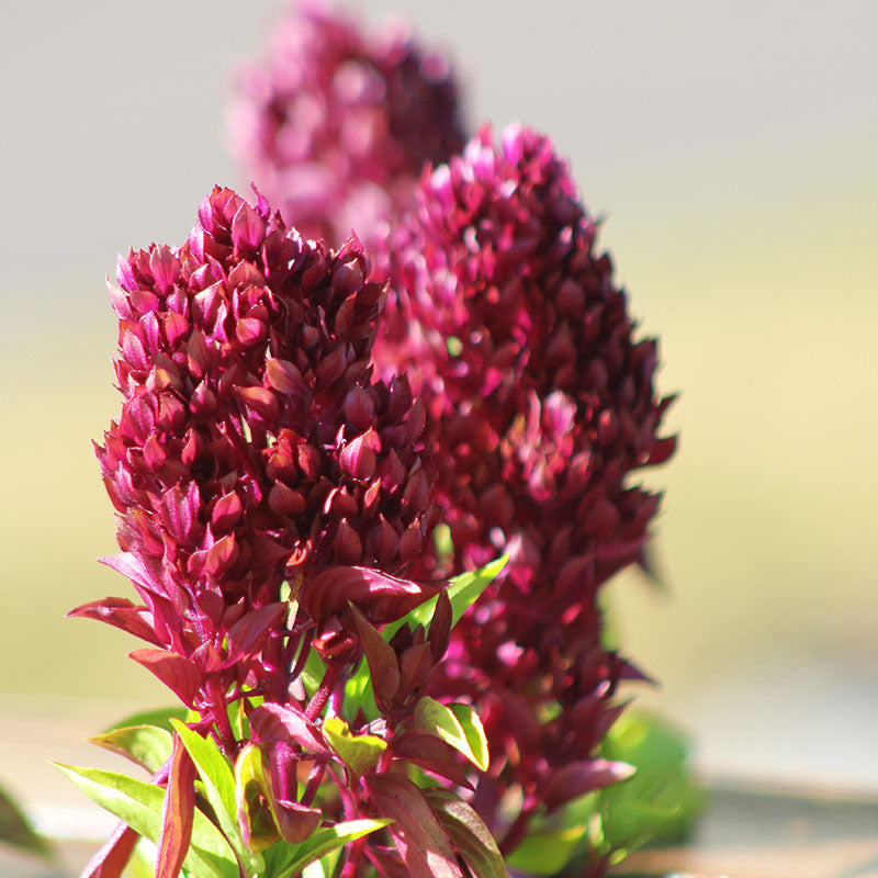 organic basil seeds for planting Ornamental Basil Cardinal Organic Seed - Non-gmo