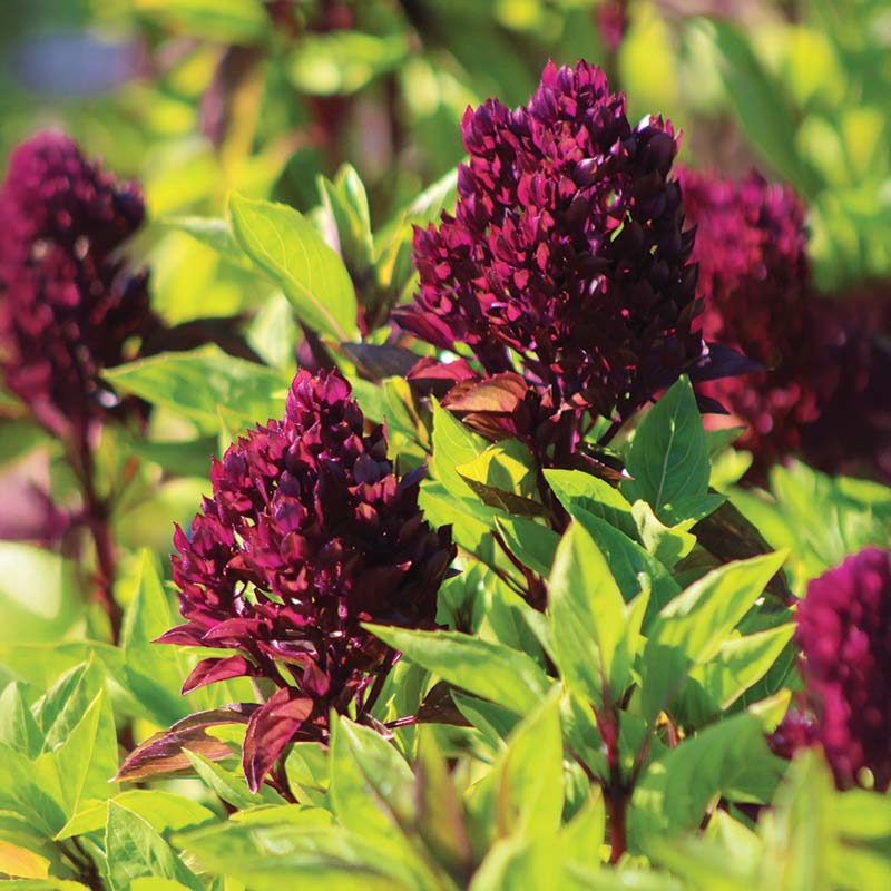 cardinal strawberry seeds Ornamental Basil Cardinal Organic Seed - Non-gmo
