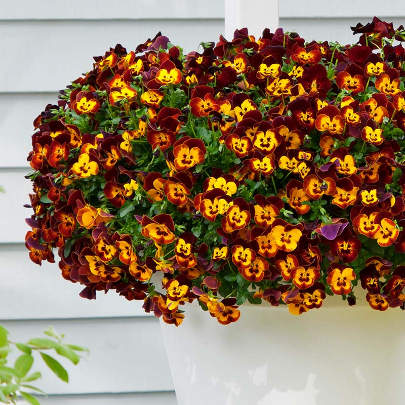 Pansy Cool Wave® Fire Seed – Harris Seeds