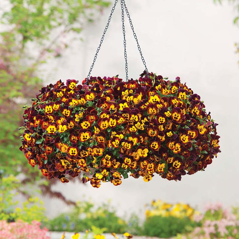 Pansy Cool Wave® Fire Seed – Harris Seeds