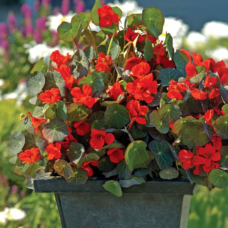 plant nasturtium seeds Nasturtium Princess of India Seed
