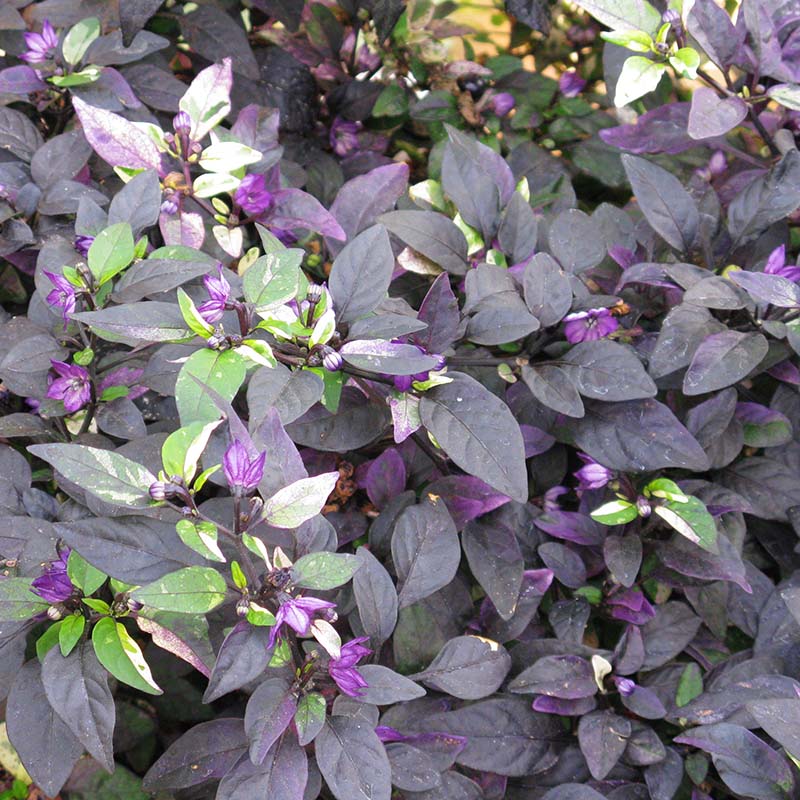 ornamental pepper plant Ornamental Pepper Purple Flash Seed Untreated