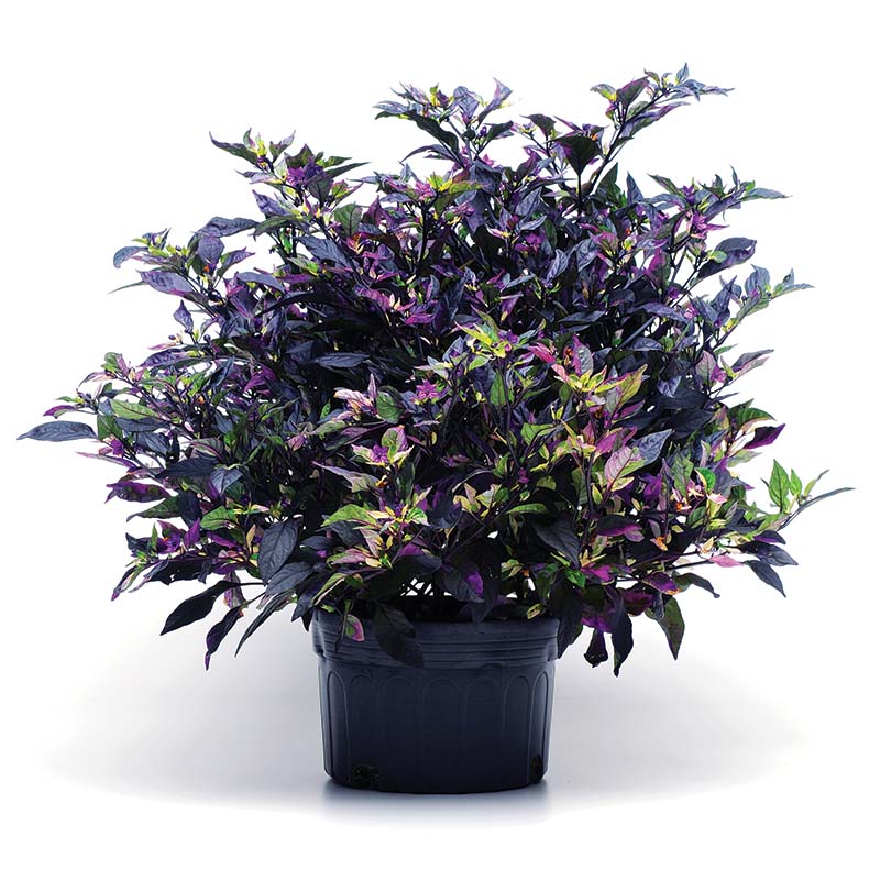 ornamental pepper plant seeds Ornamental Pepper Purple Flash Seed Untreated