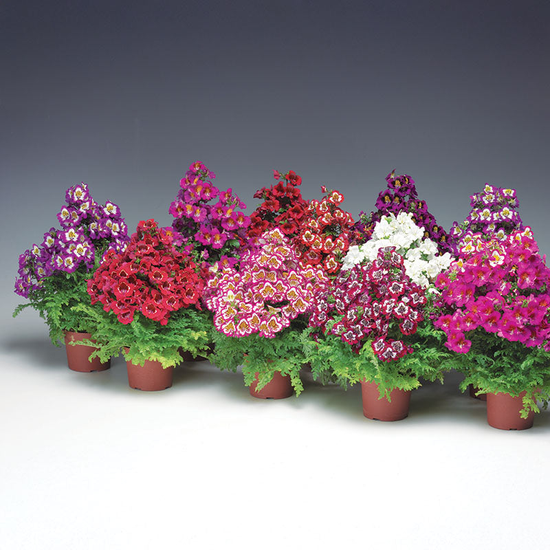 Schizanthus Atlantis Mix F1 Seed Untreated