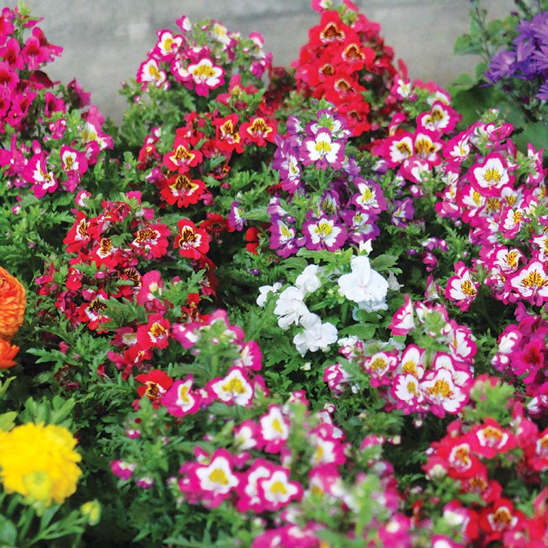Schizanthus Atlantis Mix F1 Seed Untreated
