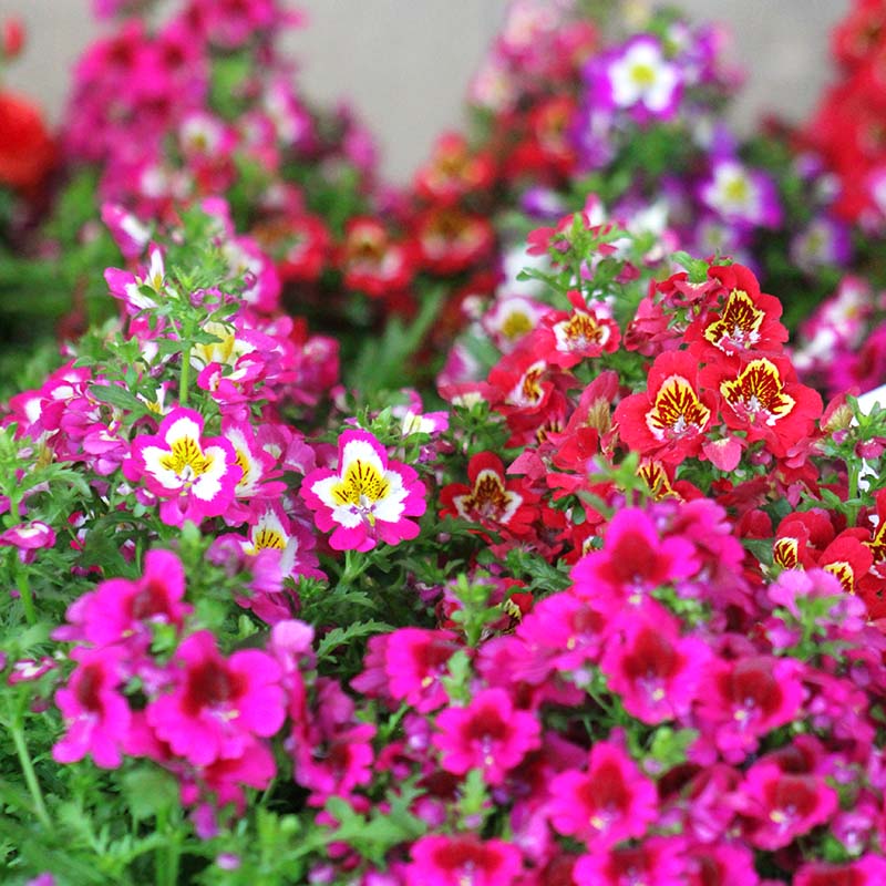 Schizanthus Atlantis Mix F1 Seed Untreated