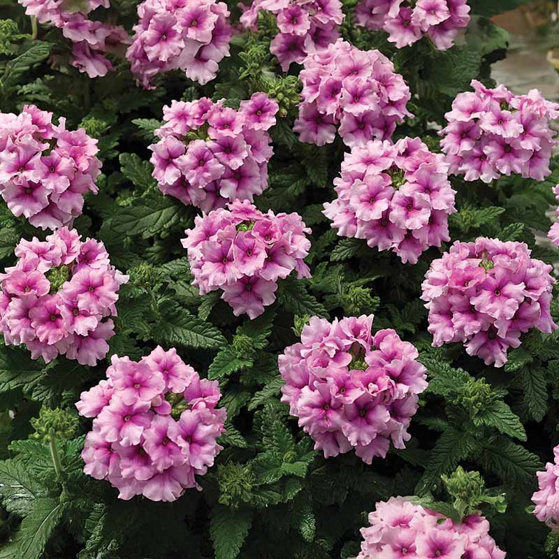 Verbena Tuscany Orchid Frost Seed – Harris Seeds