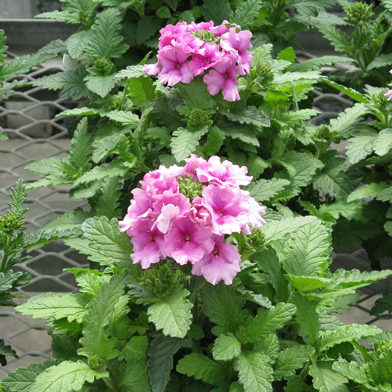 Verbena Tuscany Orchid Frost Seed – Harris Seeds