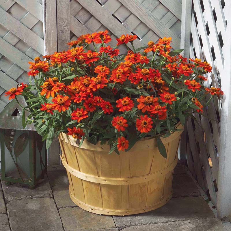 sayuras（fra-foa） / double EP sayuras（fra-foa） / double EP sayuras（fra-foa） / double EP