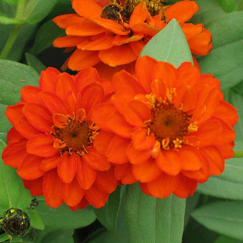 Zinnia Profusion Double Fire Seed – Harris Seeds