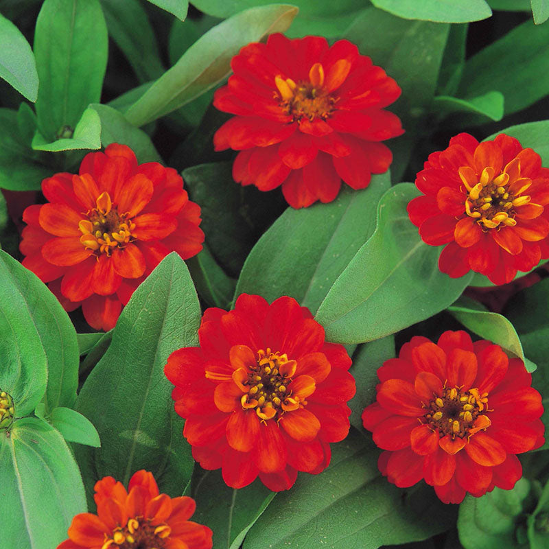 Zinnia Profusion Double Fire Seed – Harris Seeds