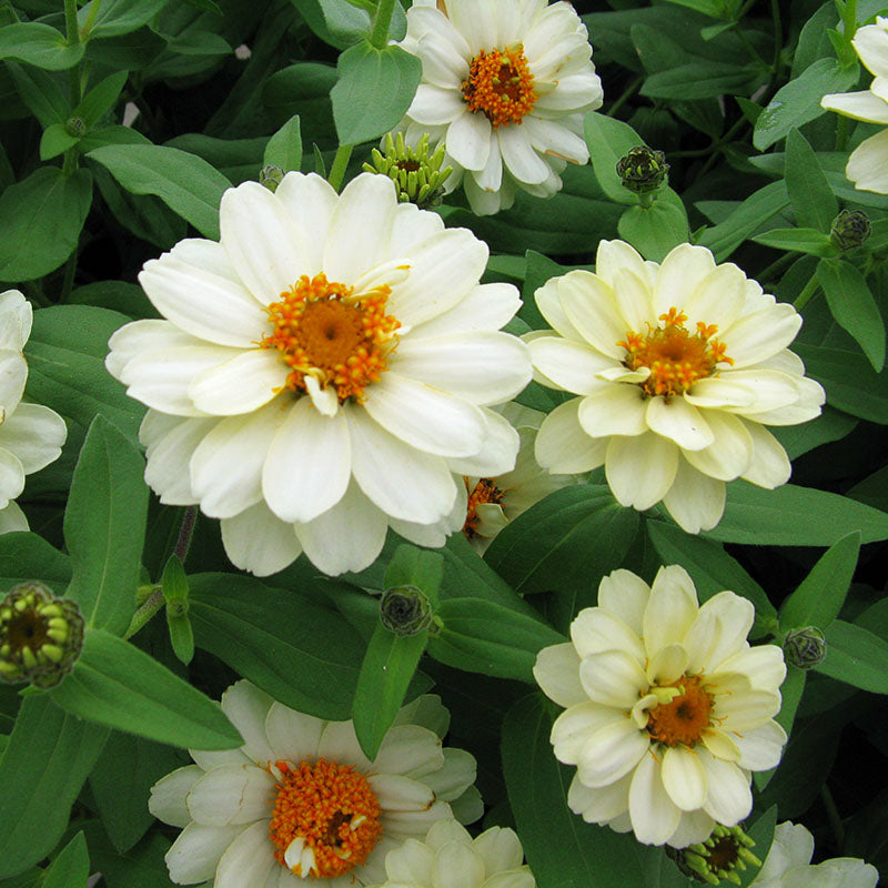 オーデリック ODELIC Zinnia OP087215 87B10870-2BAE-498D-B7BA-