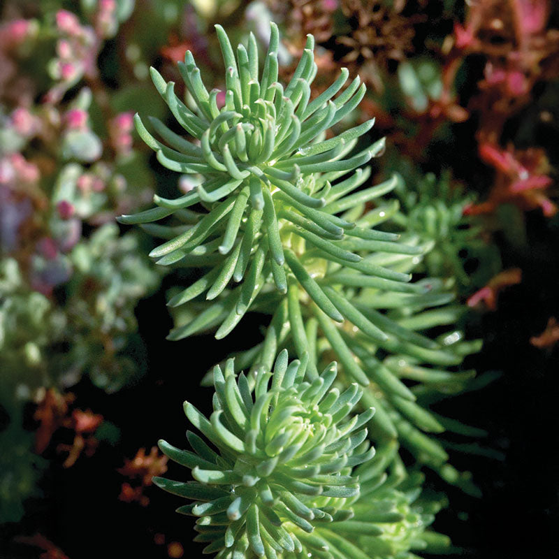 oracle herbicide Sedum Oracle Seed – Harris Seeds