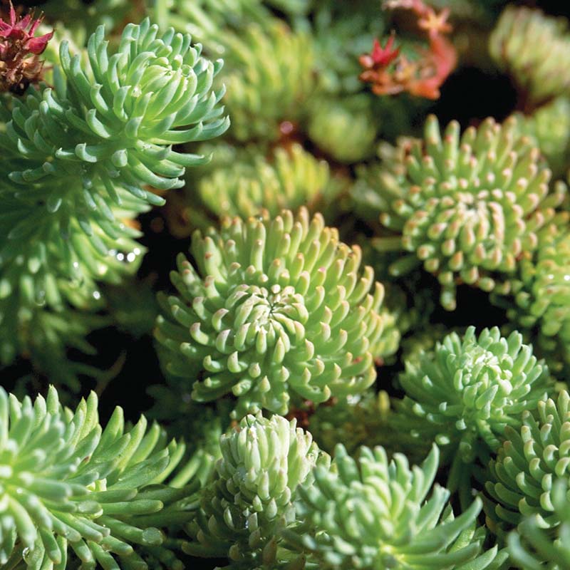 oracle herbicide Sedum Oracle Seed – Harris Seeds