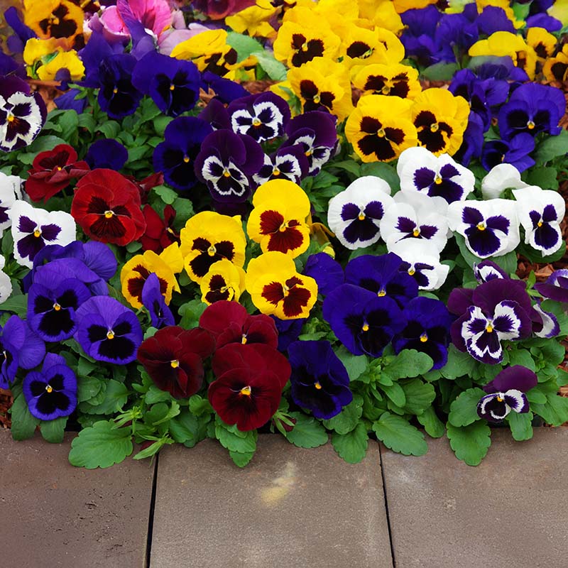 Pansy Mammoth Masquerade Mix F1 Seed – Harris Seeds