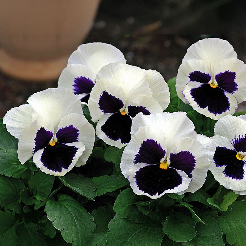 Pansy Mammoth Mix F1 Seed – Harris Seeds