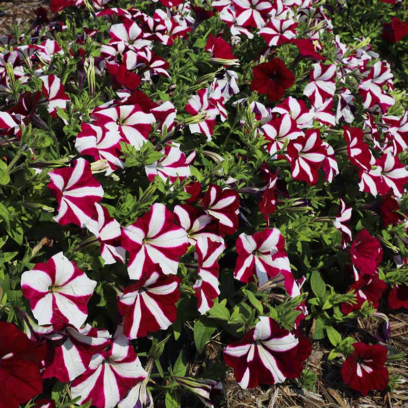 Petunia Easy Wave Burgundy Star F1 Seed – Harris Seeds