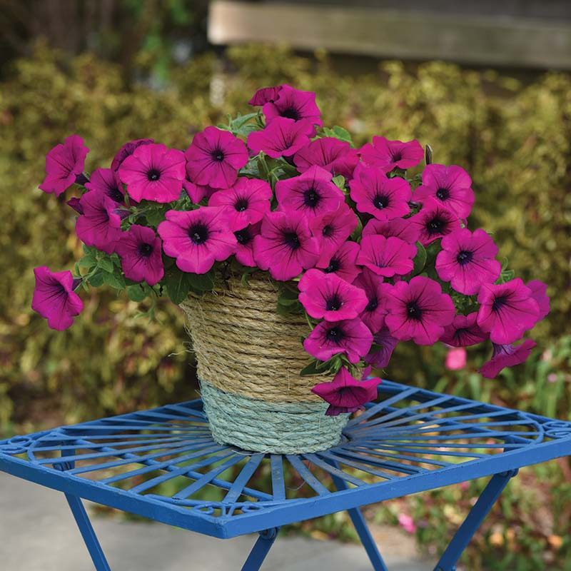 wave petunia flower seeds Harris Seeds Petunia Easy Wave Violet F1, Annual Flower Seeds, 25 Count