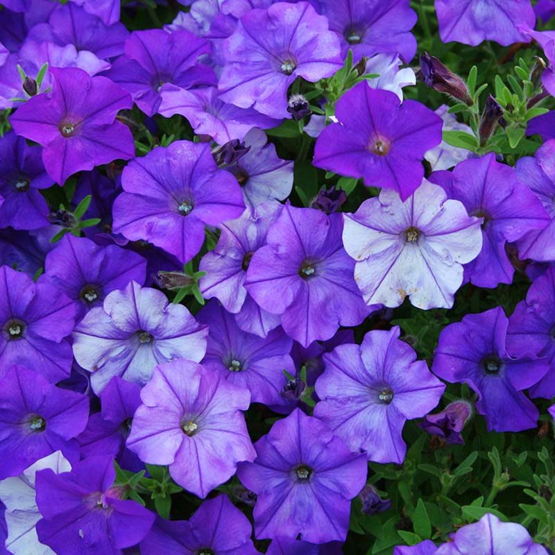 Petunia Shock Wave Denim F1 Seed – Harris Seeds