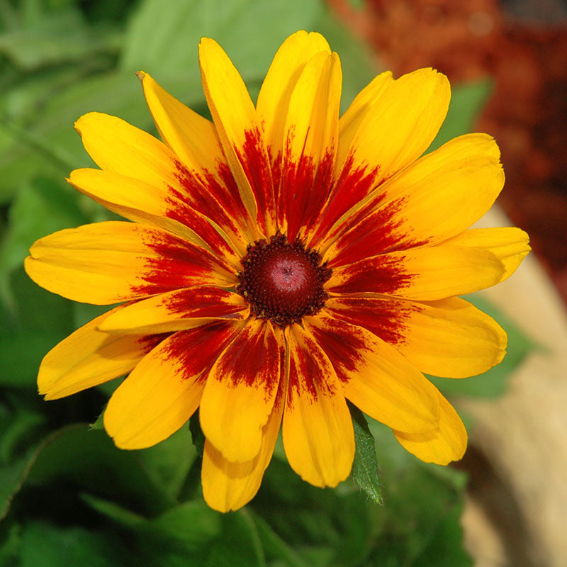 Rudbeckia Denver Daisy Seed – Harris Seeds