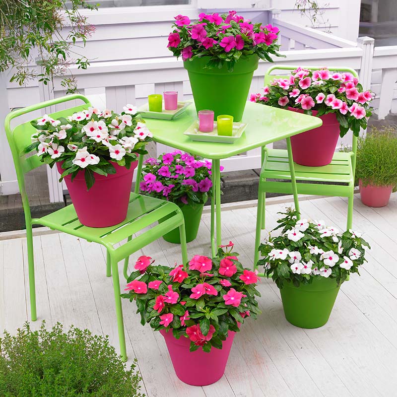 vinca potted plants Vinca Cora Cascade Mix F1 RAW / 25 seeds / UNTREATED