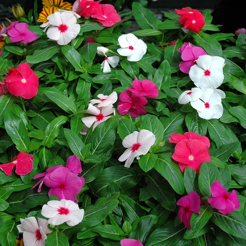 Vinca Cora Cascade Mix F1 – Harris Seeds