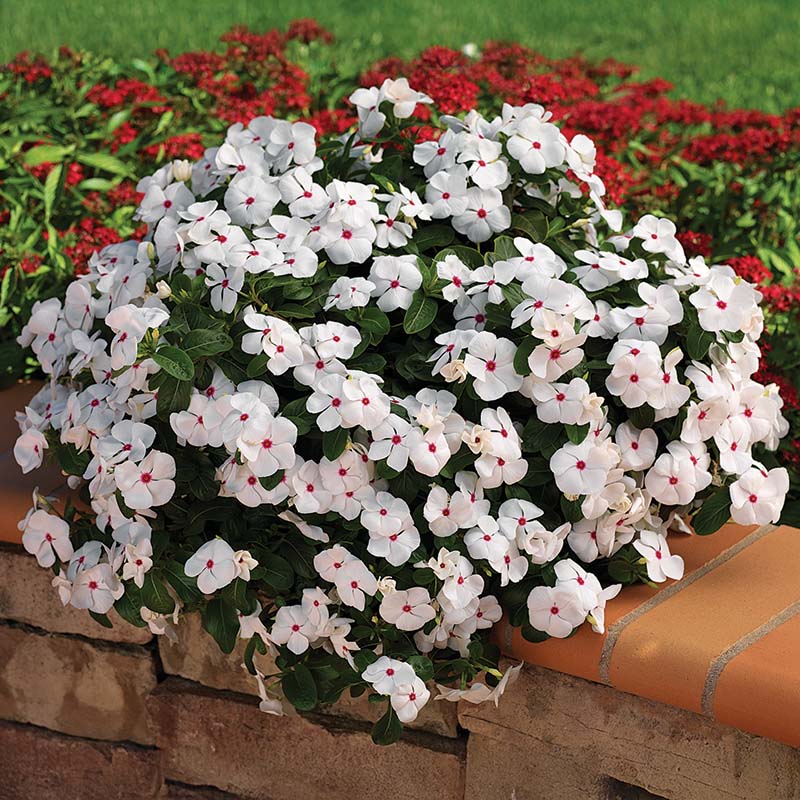 Vinca Cora Cascade Polka Dot F1 Seed – Harris Seeds