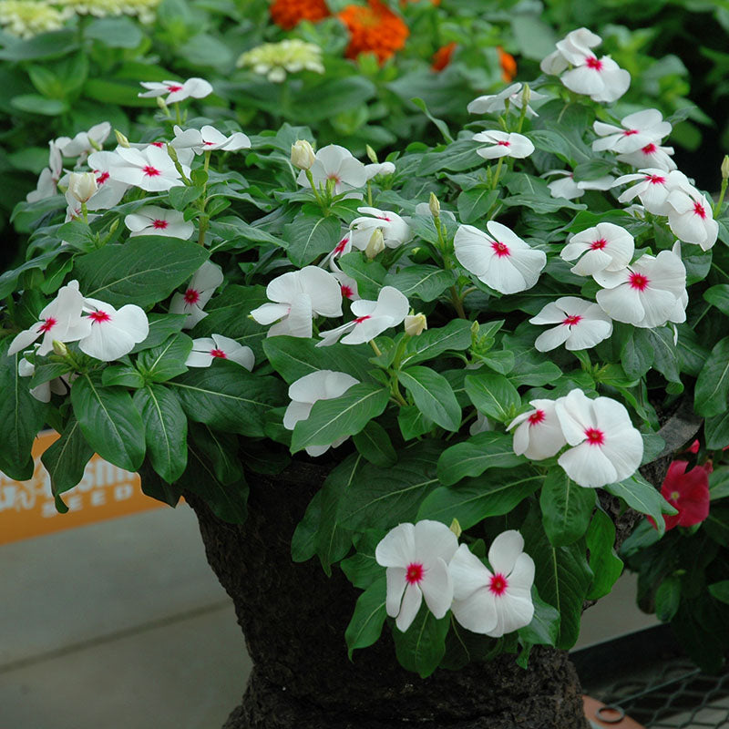herbicide safe for vinca Vinca Cora Cascade Polka Dot F1 Seed