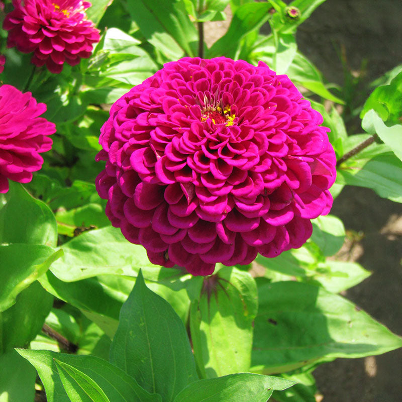 Zinnia Elegans Benary's Giant Purple 1k Benary 1000 Seed