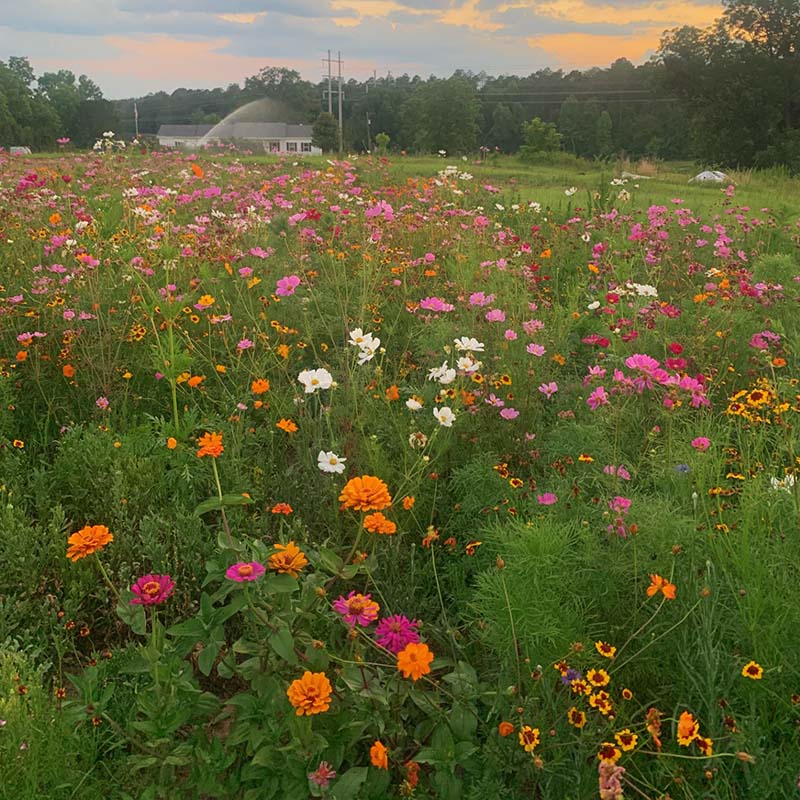Wildflower Southeast Mix Seed Untreated