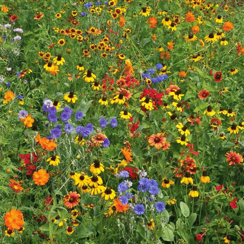 southeast wildflower seeds Wildflower Southeast Mix Seed Untreated