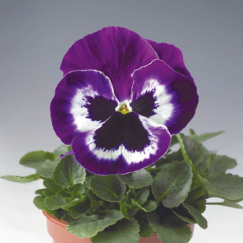 pansy flower seed germination Pansy Delta Premium Violet/White F1 Seed