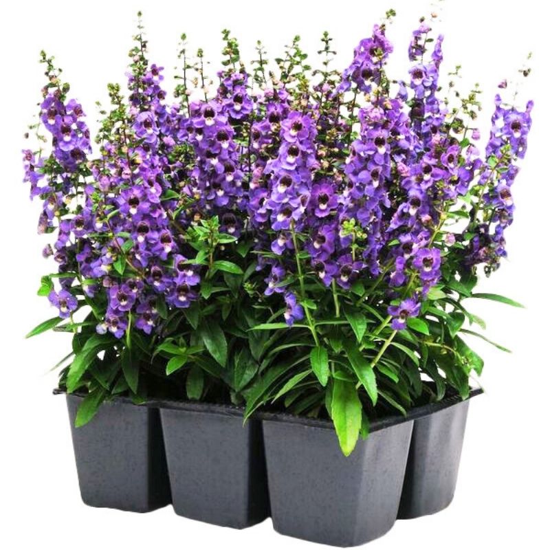 セリーナ①③7⑧9 Angelonia Serena Blue F1 Seed – Harris Seeds
