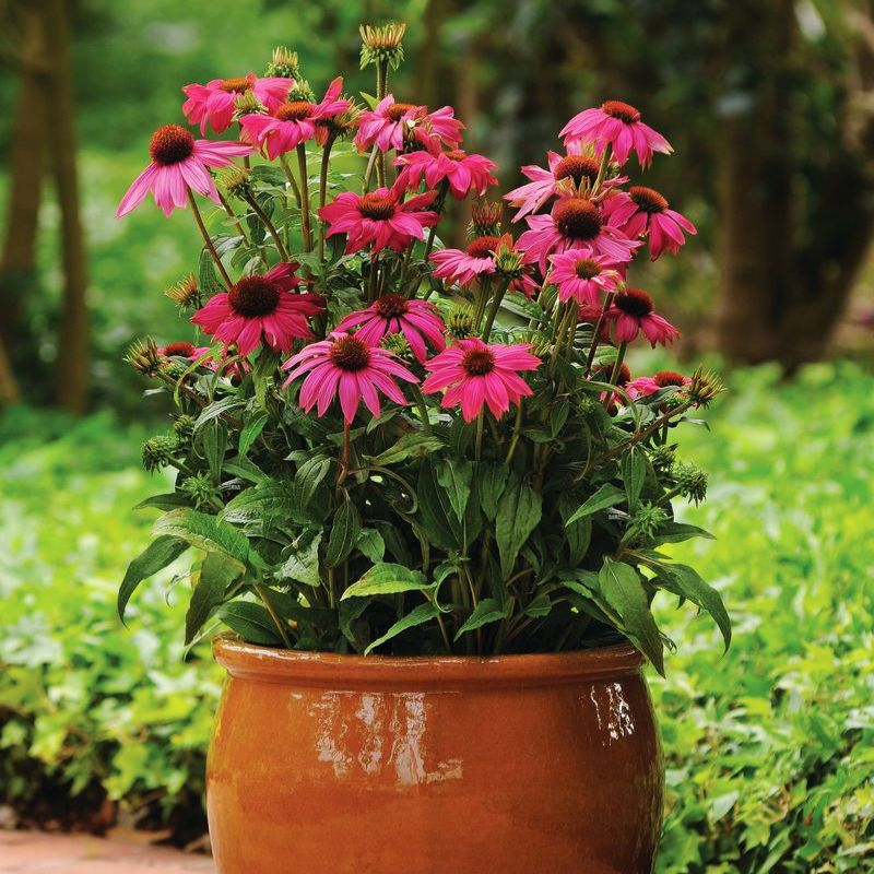 Echinacea PowWow Wild Berry Seed RAW / 25 Seeds / UNTREATED