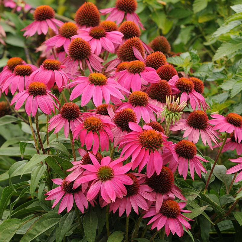 Echinacea PowWow Wild Berry Seed RAW / 25 Seeds / UNTREATED