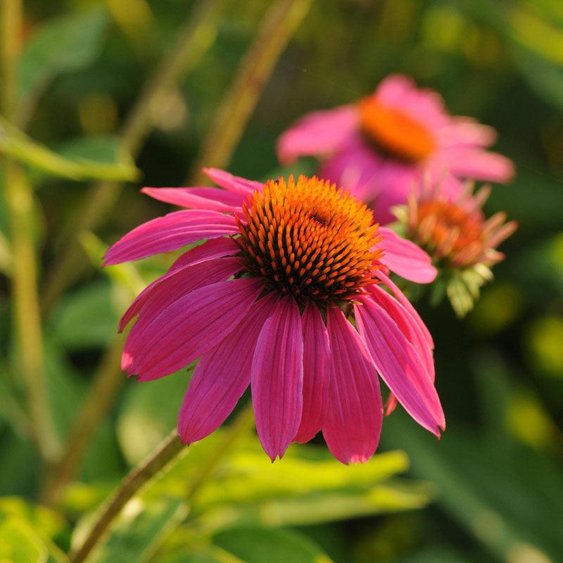 echinacea powwow wild berry seeds Echinacea PowWow Wild Berry Seed RAW / 25 Seeds / UNTREATED